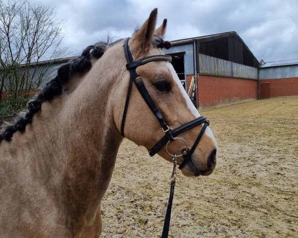 Pferd Great Delight (Deutsches Reitpony, 2020, von Gabalier)