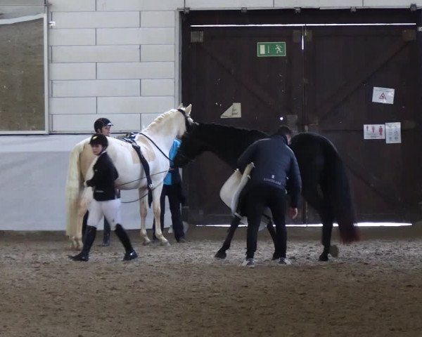Reitturnier Zweibrücken-Landgestüt / Halle 2023