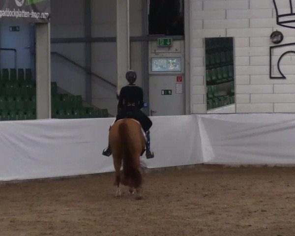 Reitturnier Zweibrücken-Landgestüt / Halle 2023