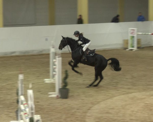 Springturnier Stadl-Paura 2023
