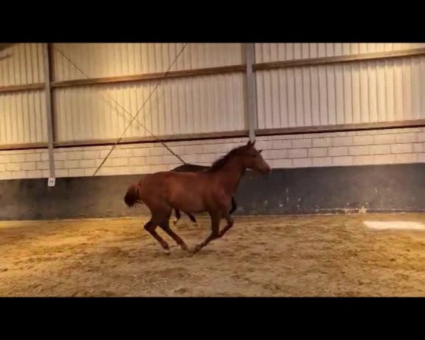 Video of K.C. Can Fly