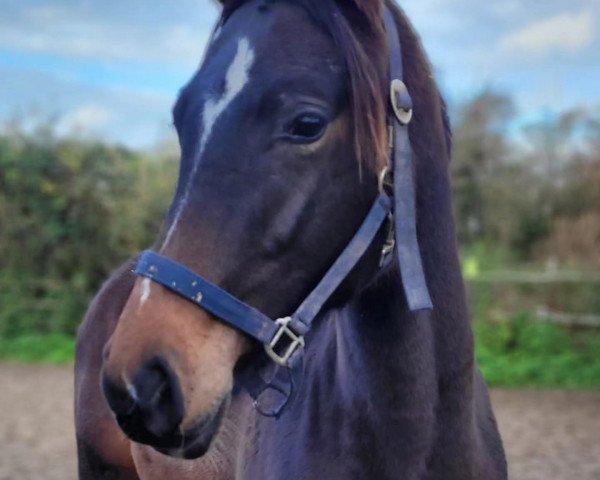 broodmare K.C. Cayenne (Hanoverian, 2022, from Conthargos)