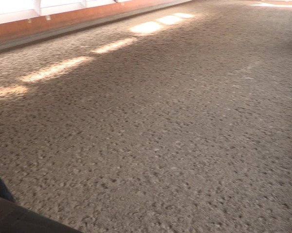 Reitturnier Ratingen-Volkardey 2023