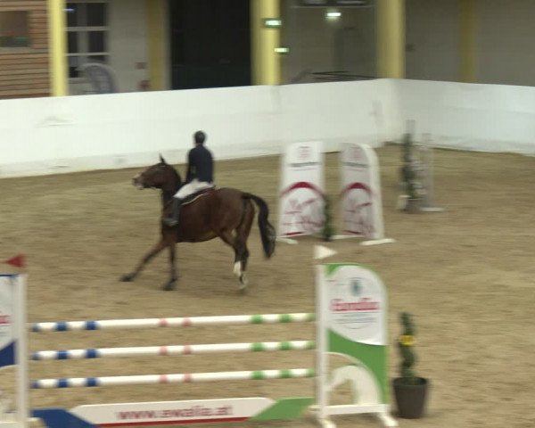 Springturnier Stadl-Paura 2023
