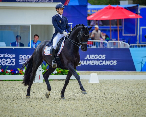 stallion Dostojewski (Hanoverian, 2014, from De Niro) stallion Dostojewski (Hanoverian, 2014, from De Niro)