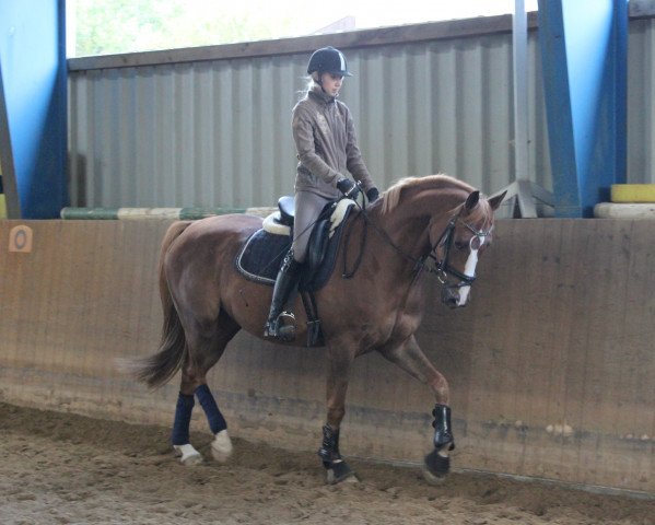 Pferd Django (Rheinländer, 2010, von Delamanga)