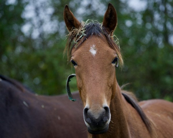 horse Ullaakkut H (German Sport Horse, 2022, from Sweetwaters Ziethen TSF)
