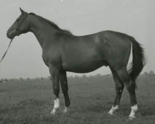 stallion Saturn (Trakehner, 1961, from Geysir) stallion Saturn (Trakehner, 1961, from Geysir)