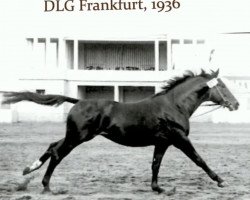 stallion Perlenfischer 2914 (Trakehner, 1933, from Stuermer)