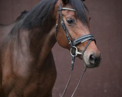 horse For Ever Chateau (Oldenburg, 2017, from For Romance II)
