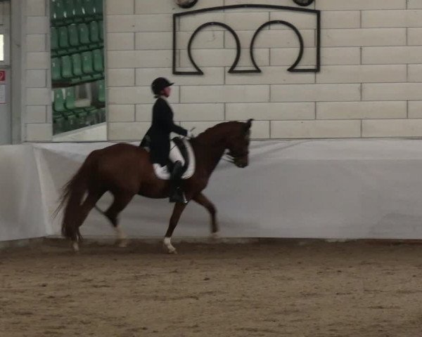 Reitturnier Zweibrücken-Landgestüt / Halle 2023