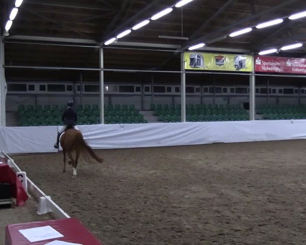 Reitturnier Zweibrücken-Landgestüt / Halle 2023