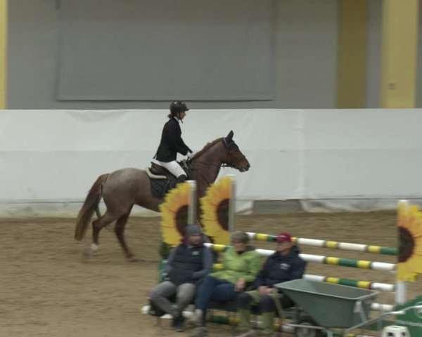 Springturnier Stadl-Paura 2023