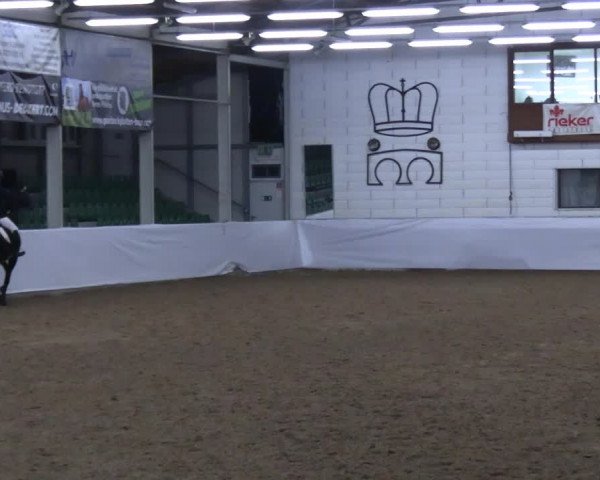 Reitturnier Zweibrücken-Landgestüt / Halle 2023
