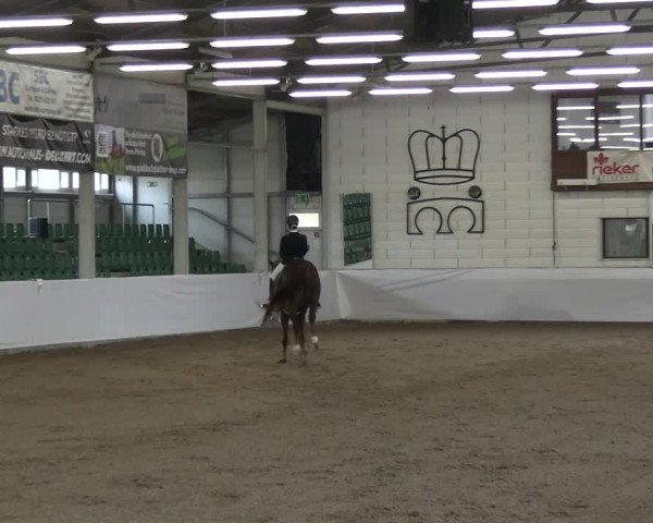 Reitturnier Zweibrücken-Landgestüt / Halle 2023