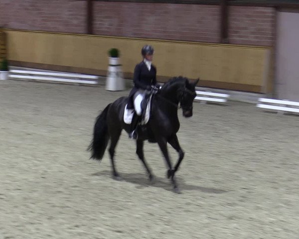 Reitturnier Hamburg-Friedrichshulde/Sylva Kuhrt 2023