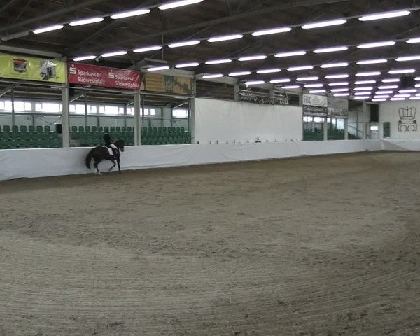 Reitturnier Zweibrücken-Landgestüt / Halle 2023