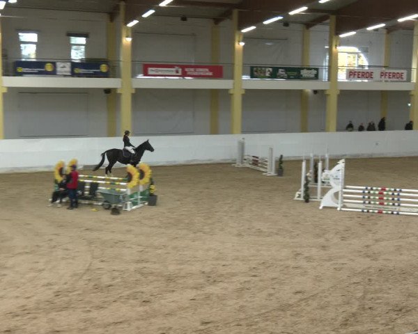 Springturnier Stadl-Paura 2023