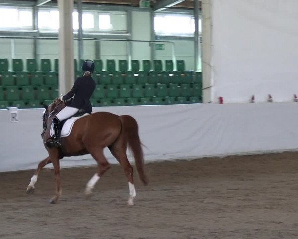 Reitturnier Zweibrücken-Landgestüt / Halle 2023