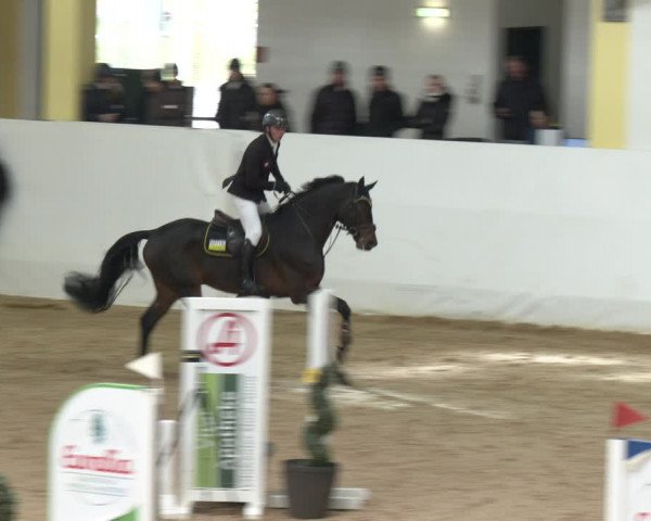 Springturnier Stadl-Paura 2023