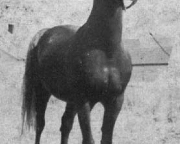 stallion Buddi ox (Arabian purebred, 1943, from Caravan 1938 ox)