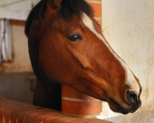 dressage horse Petra Pan 5 (German Sport Horse, 2019, from Simonetti)