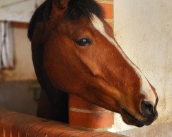 dressage horse Petra Pan 5 (German Sport Horse, 2019, from Simonetti)