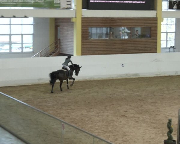 Springturnier Stadl-Paura 2023