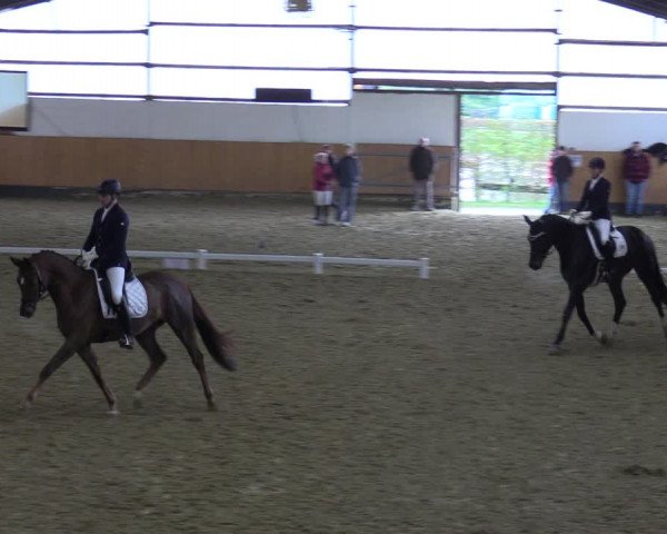 Reitturnier Datteln 2023
