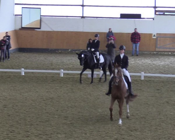 Reitturnier Datteln 2023
