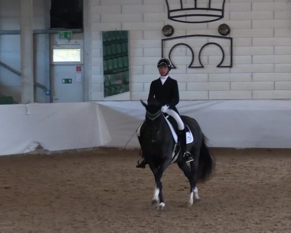 Reitturnier Zweibrücken-Landgestüt / Halle 2023
