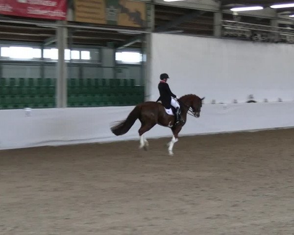 Reitturnier Zweibrücken-Landgestüt / Halle 2023