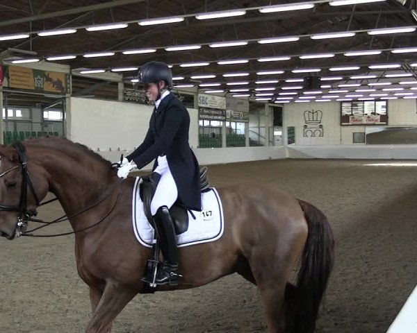 Reitturnier Zweibrücken-Landgestüt / Halle 2023