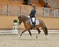 Dressurpferd Joy de Vita (Deutsches Reitpony, 2018, von Proud Rocketti)