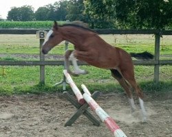 horse Escato CB (Oldenburg show jumper, 2023, from Esmeraldo FM)
