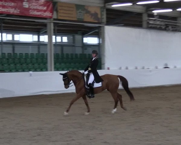 Reitturnier Zweibrücken-Landgestüt / Halle 2023