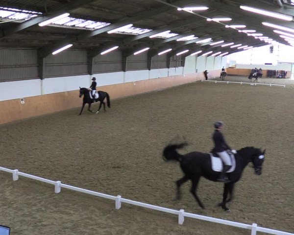 Reitturnier Datteln 2023