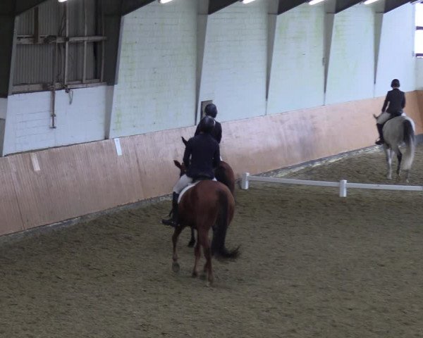 Reitturnier Datteln 2023