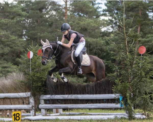 jumper Selfmade Millionaire (German Riding Pony, 2009, from Sunny Side Up)