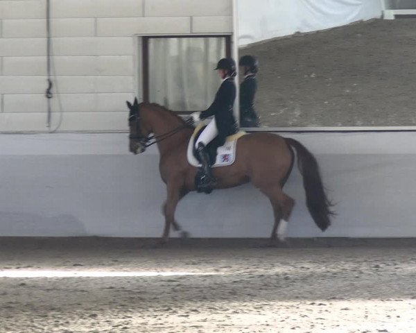 Reitturnier Zweibrücken-Landgestüt / Halle 2023