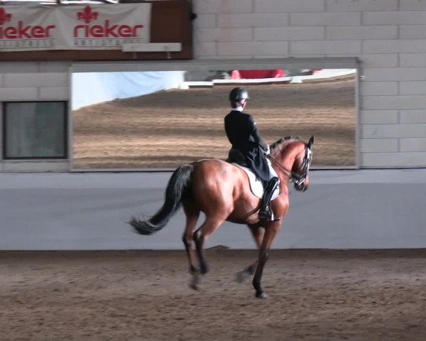 Reitturnier Zweibrücken-Landgestüt / Halle 2023