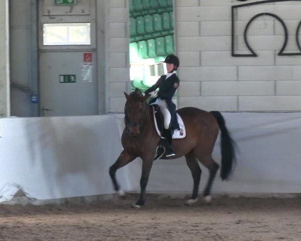 Reitturnier Zweibrücken-Landgestüt / Halle 2023