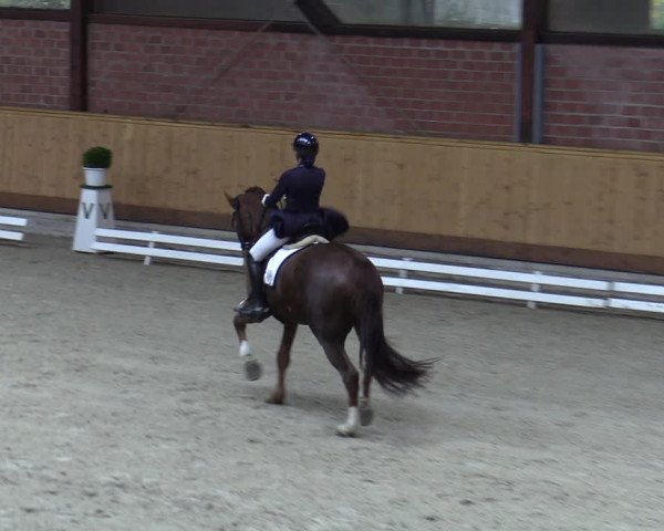 Reitturnier Hamburg-Friedrichshulde/Sylva Kuhrt 2023