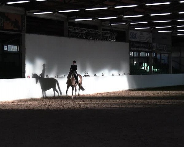Reitturnier Zweibrücken-Landgestüt / Halle 2023