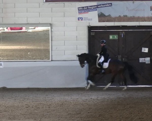 Reitturnier Zweibrücken-Landgestüt / Halle 2023