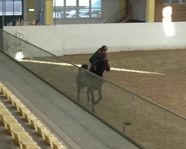 Springturnier Stadl-Paura 2023