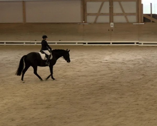Reitturnier Schaffhausen 2023