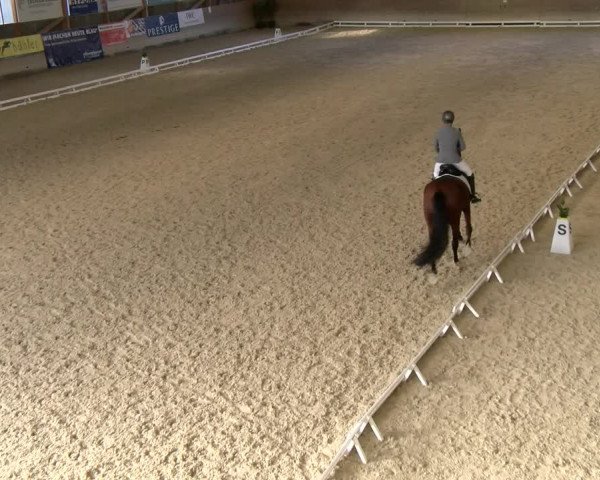 Reitturnier Schaffhausen 2023
