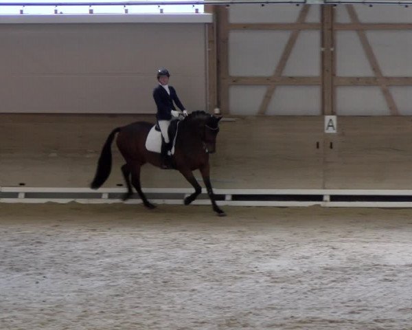 Reitturnier Schaffhausen 2023
