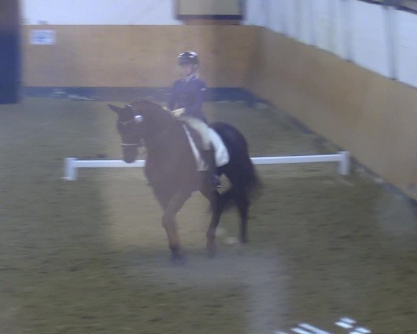 Reitturnier Datteln 2023